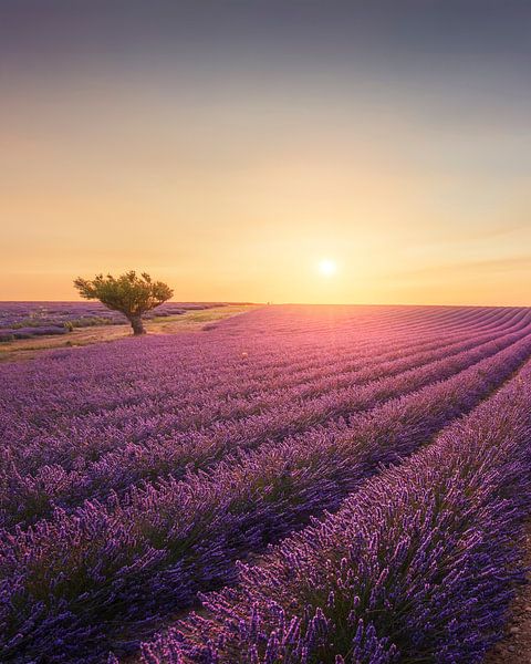 Champ de lavande au coucher du soleil