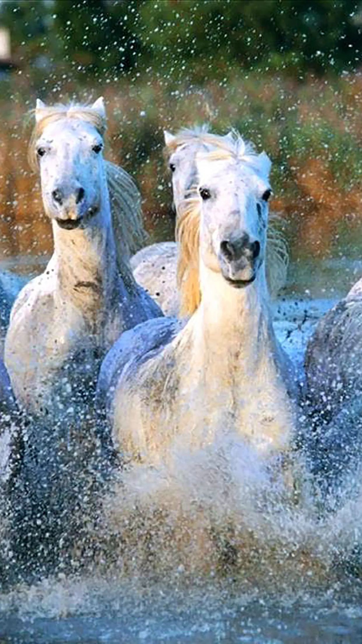 Chevaux blancs dans un paysage de Camargue